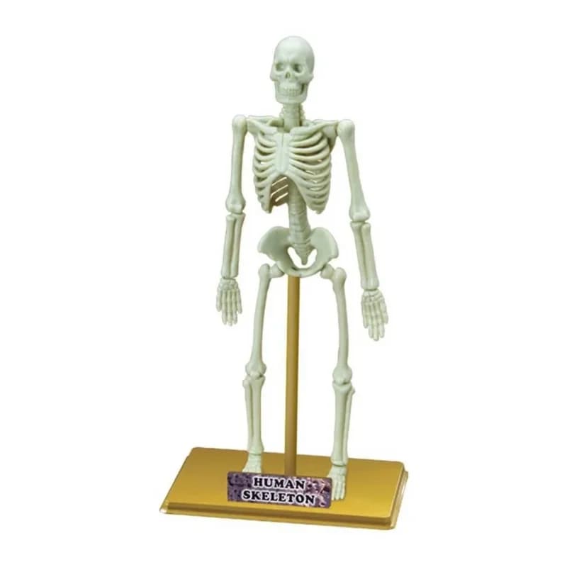 Eğitici Bilim Seti İnsan İskeleti 1 Adet