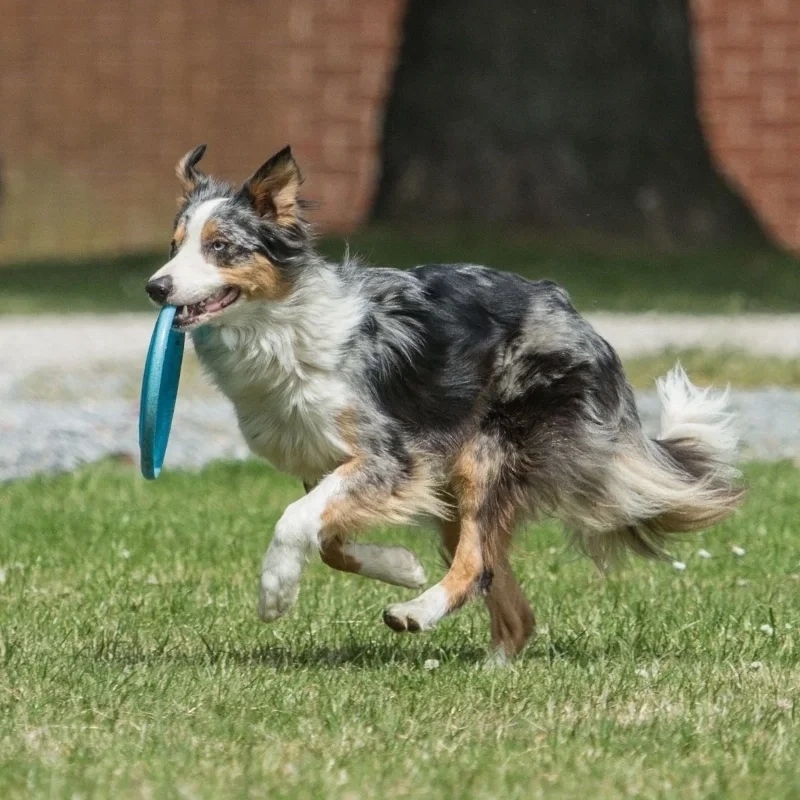 Eğlenceli ve Eğitici Dayanıklı Yuvarlak Köpek Frizbi Oyuncağı