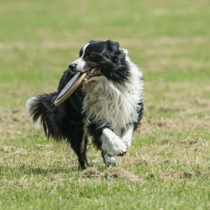 Eğlenceli ve Eğitici Dayanıklı Yuvarlak Köpek Frizbi Oyuncağı