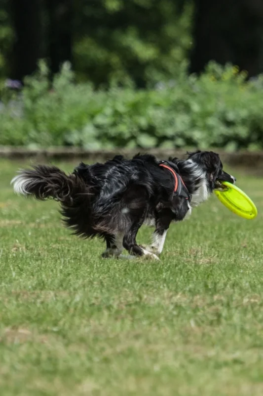 Eğlenceli ve Eğitici Dayanıklı Yuvarlak Köpek Frizbi Oyuncağı