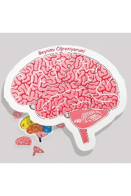 Beynimi Öğreniyorum Ahşap Puzzle, Çocuklar İçin Eğitici Yapboz Oyunu